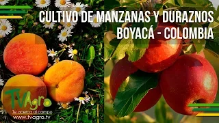 Cultivo de Manzanas y Duraznos Boyacá - Colombia - TvAgro por Juan Gonzalo Angel