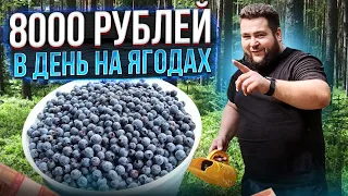 БИЗНЕС НА ЯГОДАХ💲💲💲///КАК БЫСТРО СОБРАТЬ ЛЕСНЫЕ ЯГОДЫ???