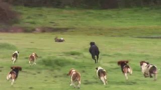 Cazando Conejos con Perros Beagles | Caceria de conejos | Conejeo