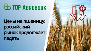 Цены на пшеницу: российский рынок продолжает падать. TOP Agrobook: обзор аграрных новостей
