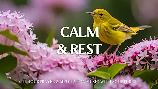 CALM & REST | Instrumental Worship and Scriptures with Birds | Christian Harmonies