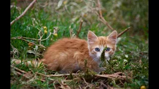 Frightened Kitten Hiding In The Grass #adorablekittens   #scaredcats   #cats  #animals  #pets