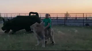 Oleg Zubkov RIDING ON THE LION SULTAN!