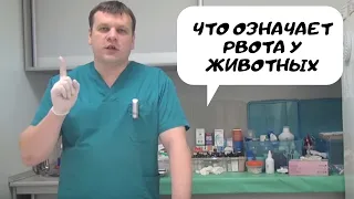 что означает рвота у животных