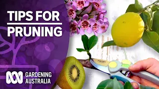 Pruning Tips | Pest and Disease Control | Gardening Australia