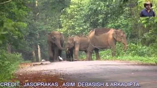 #Elephant# Herd Creates #Traffic# Jam .