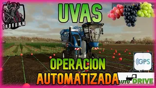 OPERACION AUTOMATIZADA DE UVAS | AUTO DRIVE | UVAS | FS22