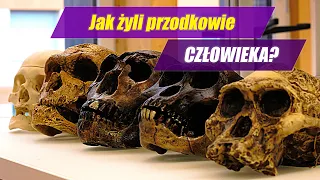 Ewolucja CZŁOWIEKA - od australopiteka do Homo sapiens!