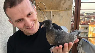 Turkish Takla Pigeons Miro