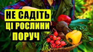 Які рослини не можна садити поруч на городі і в саду