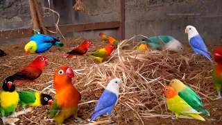 Afrecan Lovebirds Colony Breeding Setup | How To Breed Lovebird In Open Aviary| BirdCage Video Sound