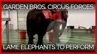 Garden Bros. Circus Forces Lame and Distressed Elephants to Perform