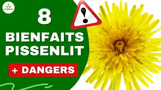 Pissenlit : bienfaits et dangers