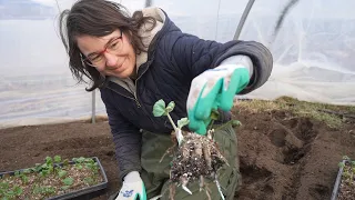First Planting of the Year Is Ranunculus | Frozen Tomato Soup