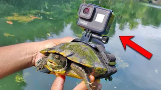 GoPro on a Turtle! Swimming Underwater✅