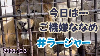 2023.10.3今日はいつもと違う⁉️ご機嫌ななめなラージャー君#野毛山動物園#インドライオン#ラージャー