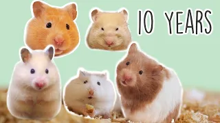 Why Hamster is my Cutest pet | 2010-2020 Best Moments