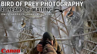 BIRD PHOTOGRAPHY | LONG EARED OWLS, HARRIERS, HAWKS & FALCONS | Birds of Prey | Canon R3 | Canada