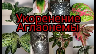 Аглаонема, простой способ укоренения