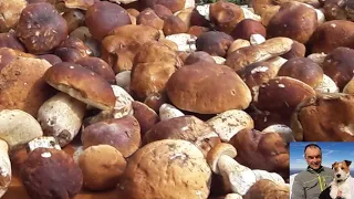 Porcini mushrooms + daydream = park of a hundred lakes (unpublished video September 2019)