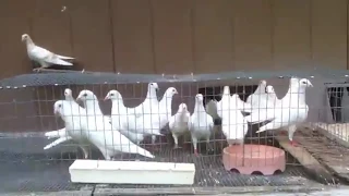 white bird release business