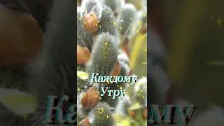 С Вербной Неделей!Мира и Добра!🙏❤️🕊