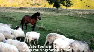 Discover Simplicity of Life in Maramures, Romania ! Private Tours on www.touringromania.com