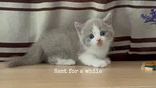 Kitten keeps walking left and right