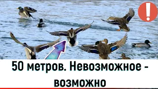 Охота на утку на болоте|Охота на утку с подхода| Дистанция добычи поражает. Патроны работают на 5+