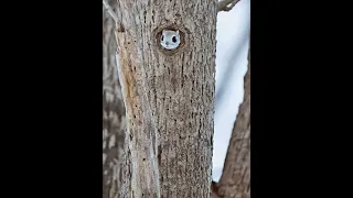 [4K] エゾモモンガ　Siberianflyingsquirrel shorts