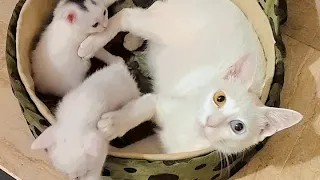 Now we can not be Stopped! We got out of our nest.. | Cute Kittens 😻