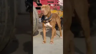 pitbull pitbullprank, American pitbull,American bully, dogs#hastage#shorts#dangerous#dangerous#dog