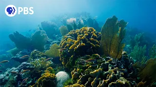 Miraculous Comeback: How This Coral Recovered From Bleaching