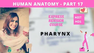 human anatomy - pharynx anatomy 3d