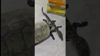 even little Crocodile skin are too tough for turtle