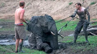 Мужчины спасли слонёнка, и дикие слоны тут же нашли способ отблагодарить людей!