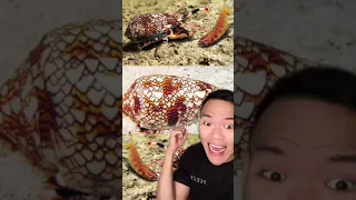 Kalau melihat siput ini segera lari ‼️ Siput paling beracun 😱 #Shorts #YouTubeShorts