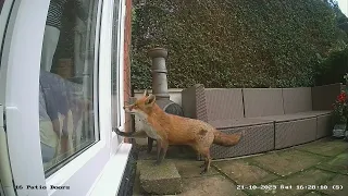 Local fox knocking on our door.