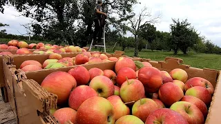 Life Of A Fruit Farmer-Harvest Season