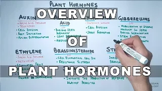 Plant Hormones | Types and Functions