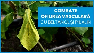 Combate Ofilirea Vasculară cu Beltanol și Pikalin | Ferma  Marcoser