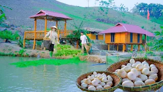 Sang Vy and his family harvest eggs, 3,000 square meter farm, grow wet rice   Sang vy farm life