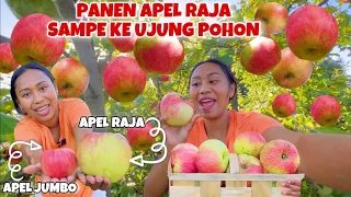 SERU!! PANEN APEL RAJA SUPER BESAR DI SEMAK-SEMAK