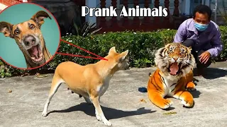 Fake tiger prank dog 2022  Try not to laugh | Animal funny pranks