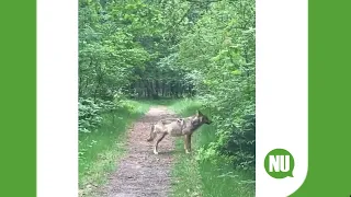 Wolf valt Maltees hondje aan in het bosgebied van Zeist