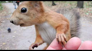 Немного об Ушастике / A little about a familiar squirrel