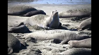 Piedras Blancas Elephant Seals 1-28-2022