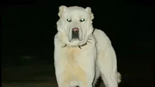 Anadolunun Beyaz Aslanı AKBAŞ - AKBASH the white Lion of Anatolian