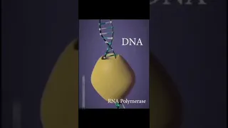 DNA transcription and translation ||(3d animation) || class 12 #shorts #medical #youtubeshorts