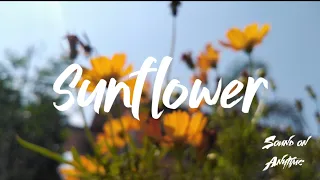 Rex Orange County - Sunflower (Lyric Video)